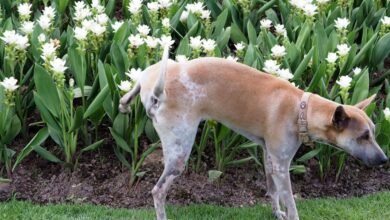 Dog detained after urinating on neighbor’s flowers
