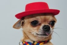 Mexican immigrant in Texas speaks out after chihuahua develops persistent gas from overly spiced diet