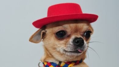 Mexican immigrant in Texas speaks out after chihuahua develops persistent gas from overly spiced diet