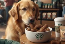 Starbucks introduces Frappuccino flavored kibble so dogs can finally order “the usual” too