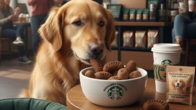 Starbucks introduces Frappuccino flavored kibble so dogs can finally order “the usual” too