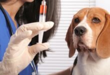 U.S. veterinary clinic trials in-house vaccine that makes dogs stop acknowledging cats